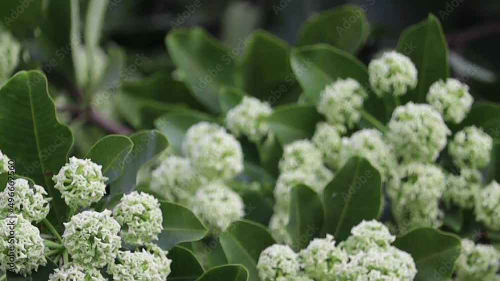 Flowers in full bloom of Alstonia scholaris, commonly called blackboard tree or Saptaparni or devil's tree Flowers in full bloom of Alstonia scholaris, commonly called blackboard tree or Saptaparni or devil's tree