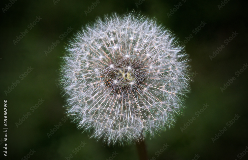 Closeup of a Dandelion seed head on dark background