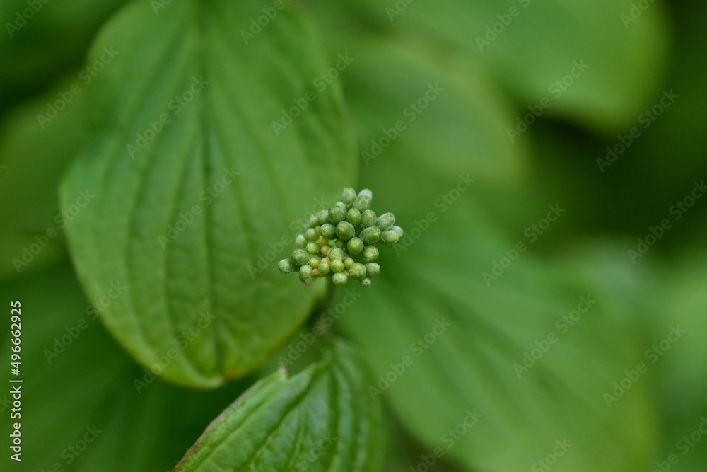 Knospen und junge Blätter von weißem Hartriegel Knospen und junge Blätter von weißem Hartriegel