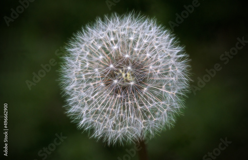 Closeup of a Dandelion seed head on dark background