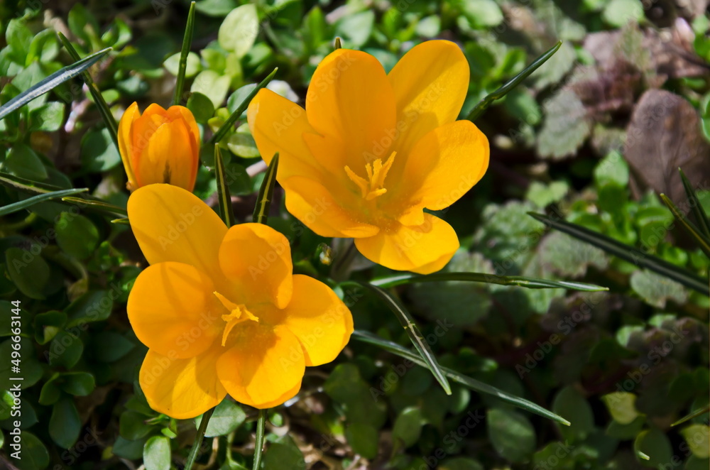 Beautiful spring yellow crocus in the garden, Sofia, Bulgaria Beautiful spring yellow crocus in the garden, Sofia, Bulgaria