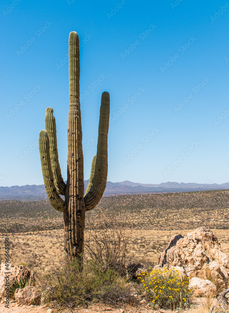 Lone saguaro cactus with desert and sky in Catalina State Park