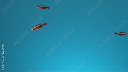 Three small beautiful fish swims in the water on a blue background. Neon fishs.