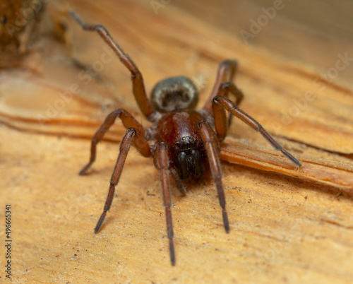 Mouse spider, Scotophaeus on wood