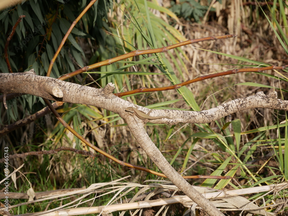 A small lizard basks in the sun on a warm spring day. The reptile moves along a tree branch. The life of reptiles in natural conditions. A small lizard basks in the sun on a warm spring day. The reptile moves along a tree branch. The life of reptiles in natural conditions.