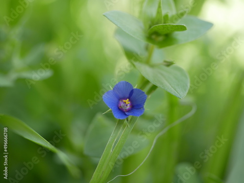 A small light blue anagalis flower on a sunny summer day. Beautiful fragrant wildflower in the meadow. photo