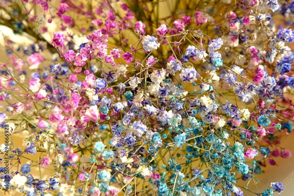 multi-colored gypsophila flowers close-up macro, shallow depth of field, little colored flowers in macro with blure. 4k.