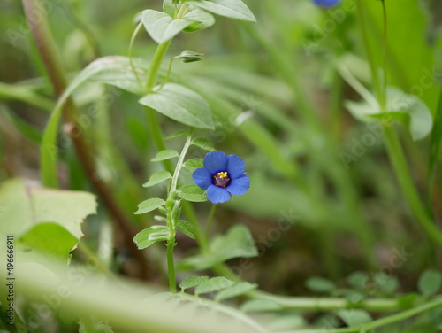 A small light blue anagalis flower on a sunny summer day. Beautiful fragrant wildflower in the meadow. photo