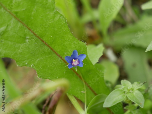 A small light blue anagalis flower on a sunny summer day. Beautiful fragrant wildflower in the meadow. photo