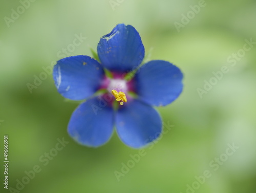 A small light blue anagalis flower on a sunny summer day. Beautiful fragrant wildflower in the meadow. photo