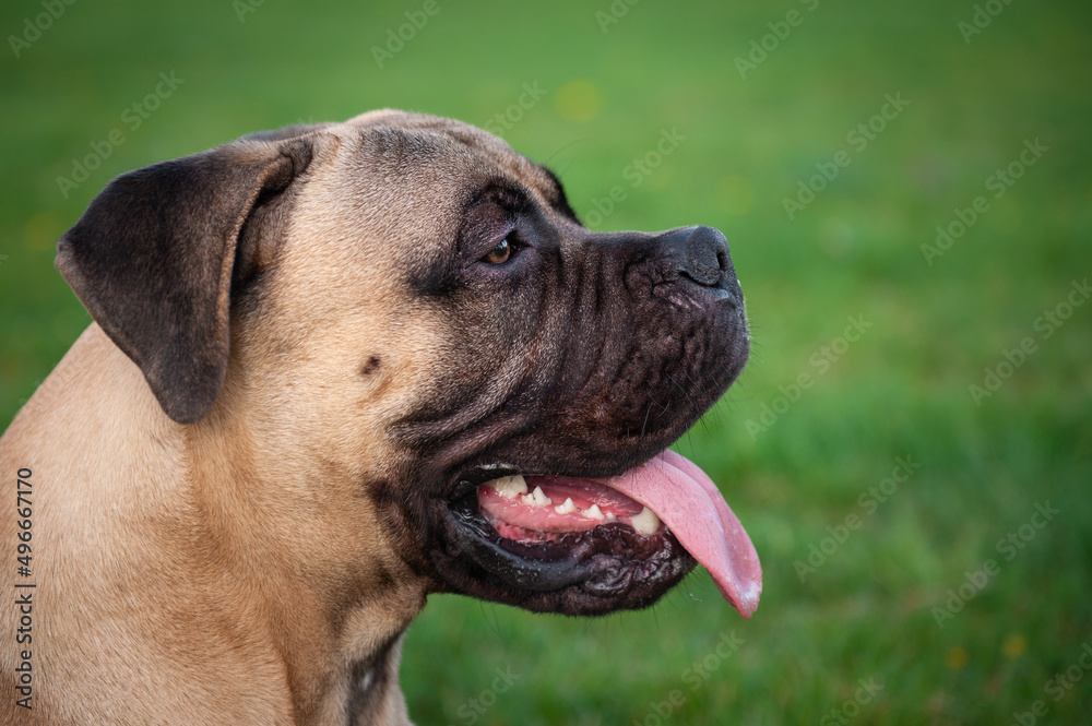 Fototapeta premium american staffordshire terrier