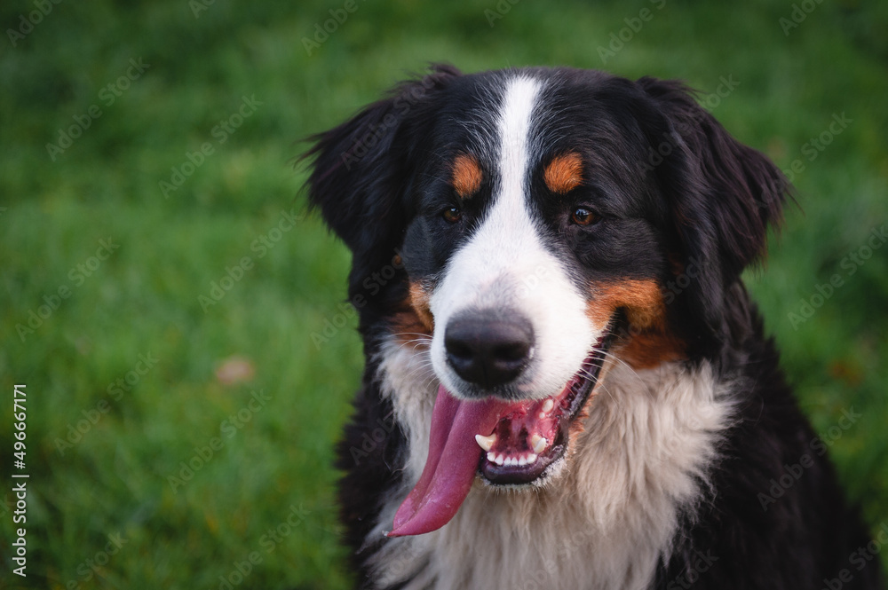 bernese mountain dog