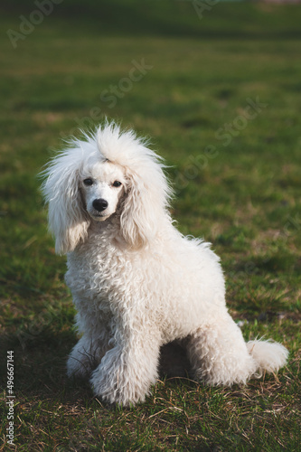 white poodle puppy