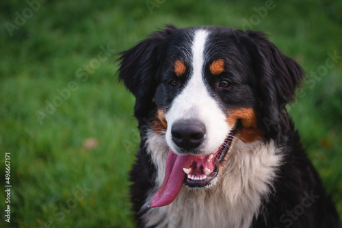 bernese mountain dog