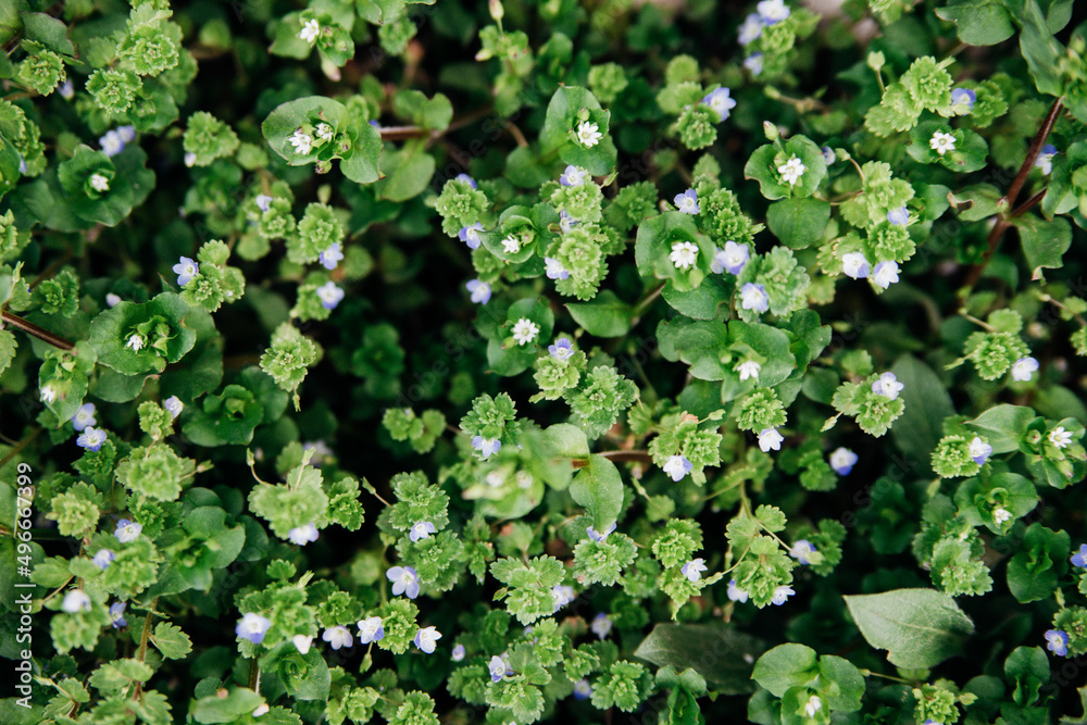 Natural background of small blue flowers among green leaves. Beauty is in nature. The concept of the onset of spring and warmth. Natural background of small blue flowers among green leaves. Beauty is in nature. The concept of the onset of spring and warmth.