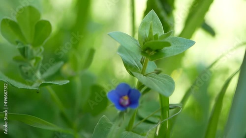 A small light blue anagalis flower on a sunny summer day. Beautiful fragrant wildflower in the meadow. photo
