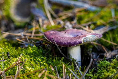 Russula with purple hat. Boletus grow. Edible mushrooms background. Forest in autumn. Nature fall. Collect mushrooms. Mushroom.