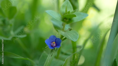 A small light blue anagalis flower on a sunny summer day. Beautiful fragrant wildflower in the meadow. photo
