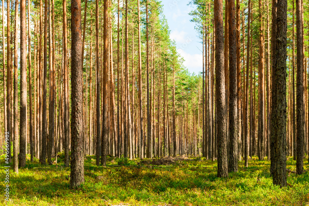 Fototapeta premium Coniferous green pine forest landscape in summer, Karelia, Russia