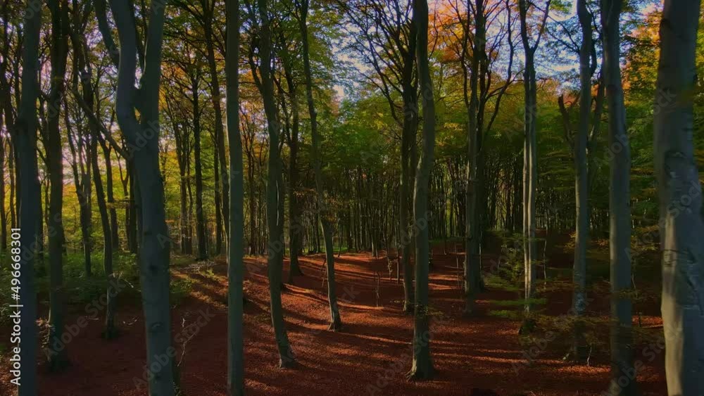 Moving through the canopy of a dense forest in warm autumn colors during sunset. Moving through the canopy of a dense forest in warm autumn colors during sunset.