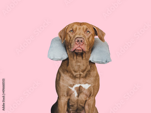 Lovable, pretty brown puppy and air travel pillow. Travel preparation and planning. Close-up, indoors. Studio photo, isolated background. Concept of recreation, travel and tourism