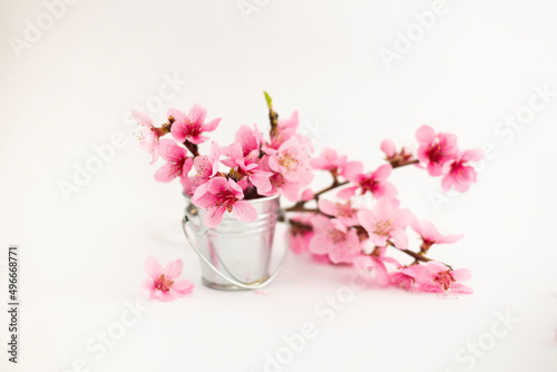 Peach pink flowers in a vase on a white background
Spring flowers isolated on white 