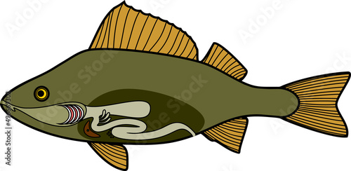 Scheme of structure of fish digestive system. Educational material with structure of perch (Perca fluviatilis) for biology lesson