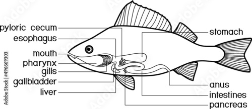 Coloring page with scheme of structure of fish digestive system. Educational material with structure of perch (Perca fluviatilis) for biology lesson
