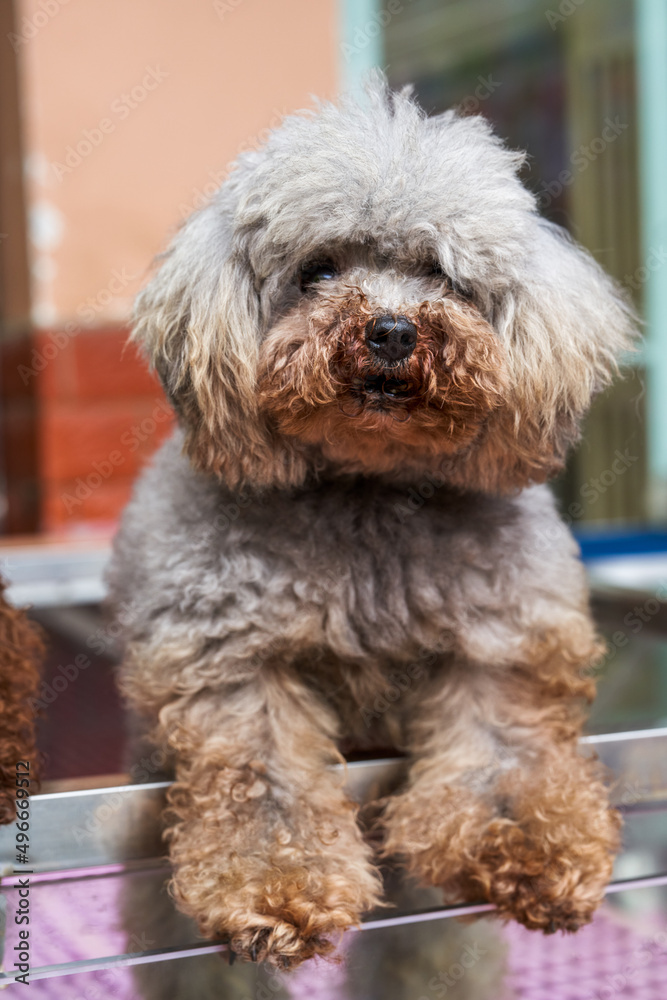 Close-up of a cute poodle in a pet store