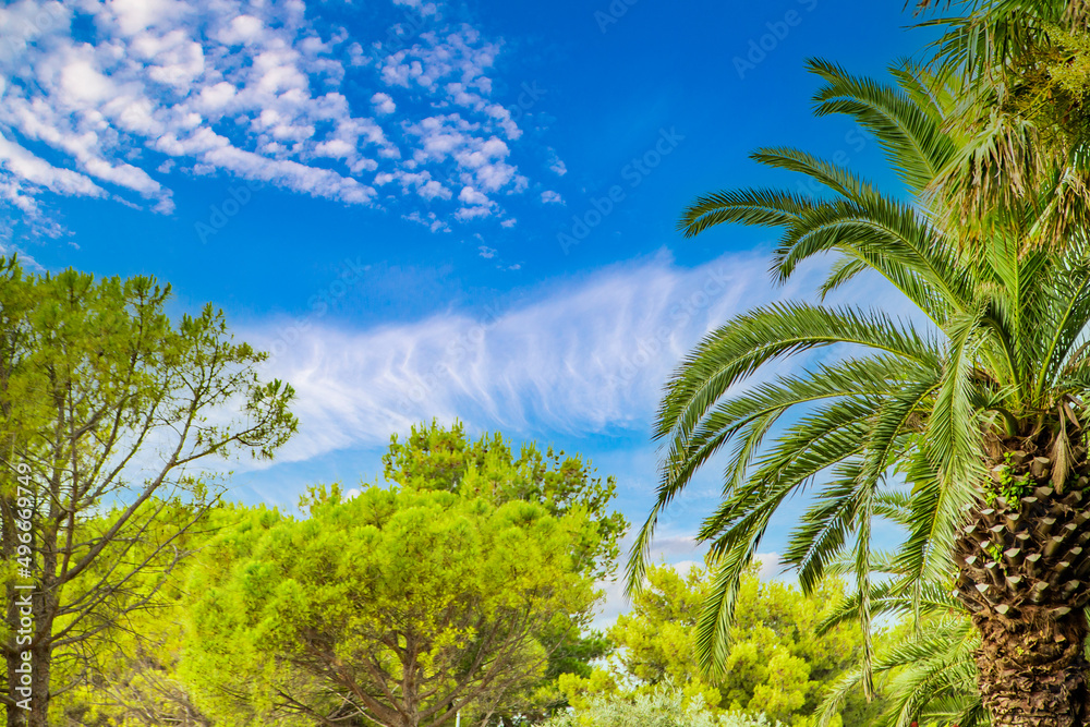 trees and palm trees with green leaves on a background of blue sky with clouds. rest time.