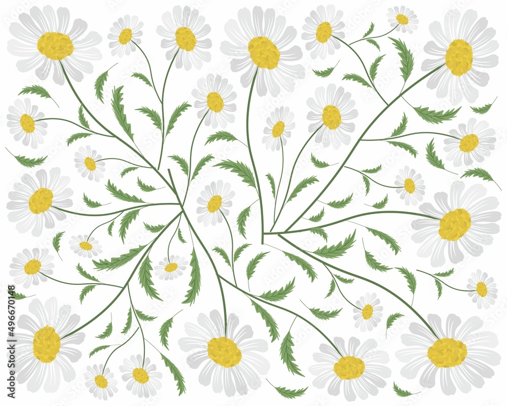 Naklejka Symbol of Love, Background of Bright and Beautiful White Daisy or Gerbera Flowers.