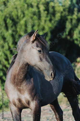 young beautiful chilean thoroughbred horse, standing in the field. Educational farm