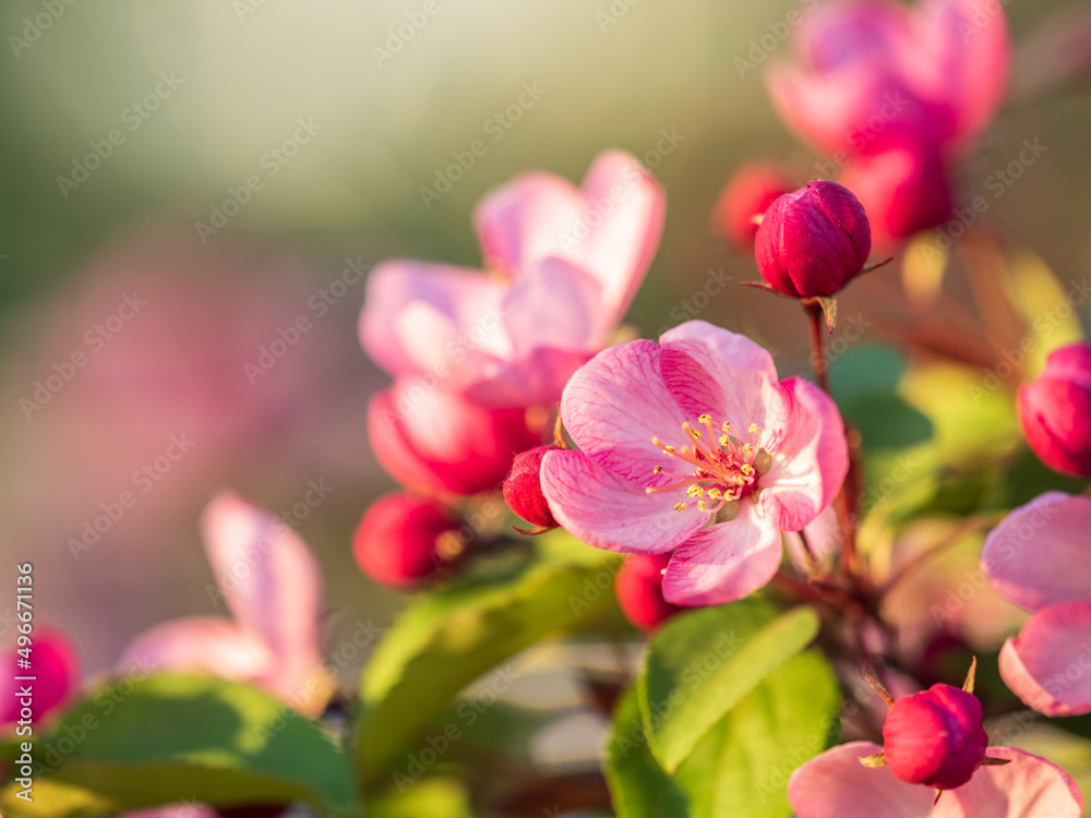 Fresh pink flowers of a blossoming apple tree with blured background