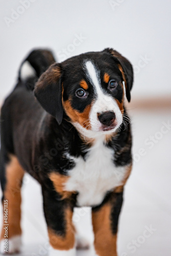 Beautiful tricolor puppy, bouvier de Appenzell a swiss dog