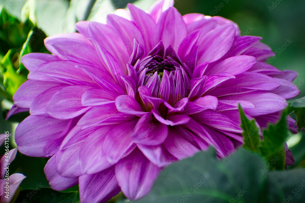 Obraz premium pink and purple flower