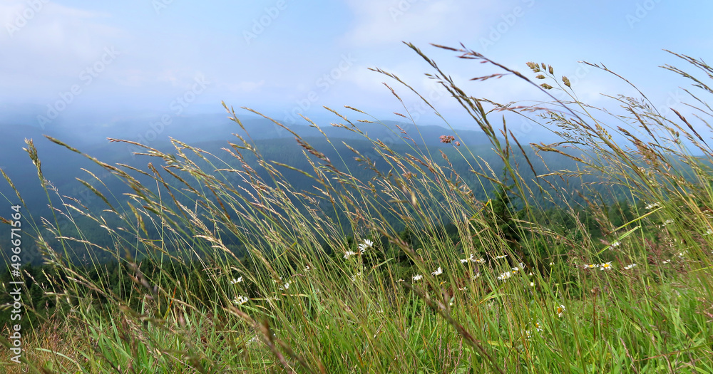 Green grass in the wind, middle of the summer in the nature, with beautiful blue skyline and mountains in the background. Captured in Giant Mountains, Czech Republic, Bohemian Region. Green grass in the wind, middle of the summer in the nature, with beautiful blue skyline and mountains in the background. Captured in Giant Mountains, Czech Republic, Bohemian Region.
