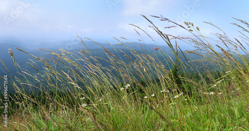 Green grass in the wind, middle of the summer in the nature, with beautiful blue skyline and mountains in the background. Captured in Giant Mountains, Czech Republic, Bohemian Region.