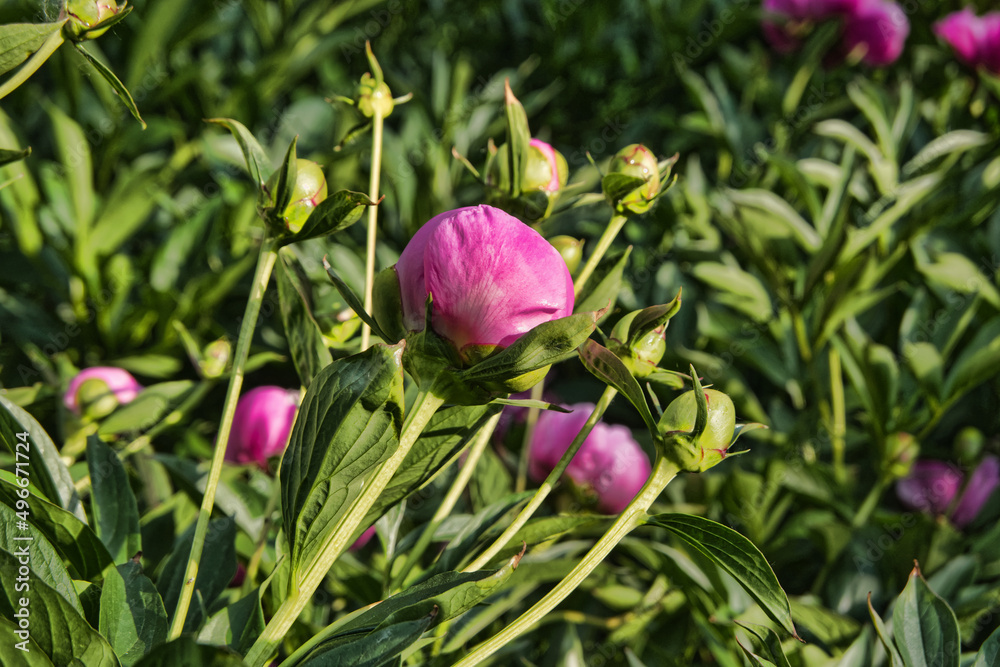 peony buds peony buds