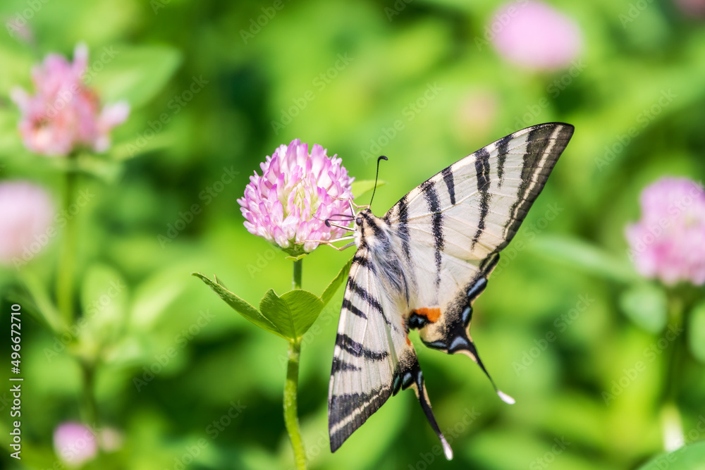 Beautiful Butterfly Scarce Swallowtail, Sail Swallowtail, Pear-tree Swallowtail, Podalirius. Latin name Iphiclides podaliriu. Butterfly collects nectar on flower. Beautiful Butterfly Scarce Swallowtail, Sail Swallowtail, Pear-tree Swallowtail, Podalirius. Latin name Iphiclides podaliriu. Butterfly collects nectar on flower.