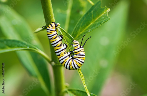 Monarch Caterpillar © Betty Rong