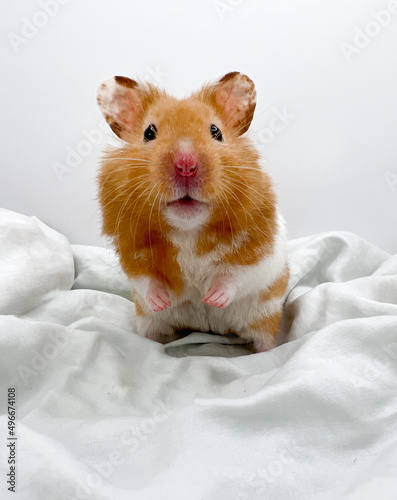 Cute Syrian hamster looking curious closeup 
