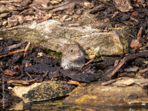 Bank Vole Peering Out a Hole © Stephan Morris 