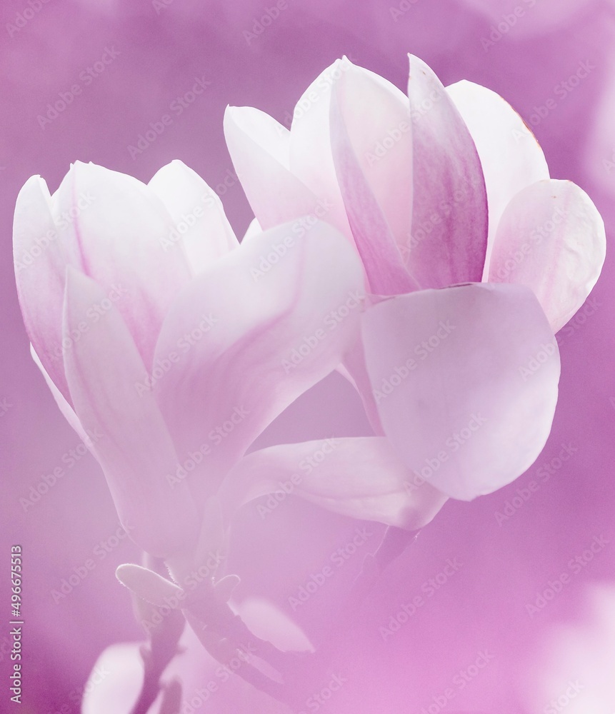 pink rose magnolia closeup  
