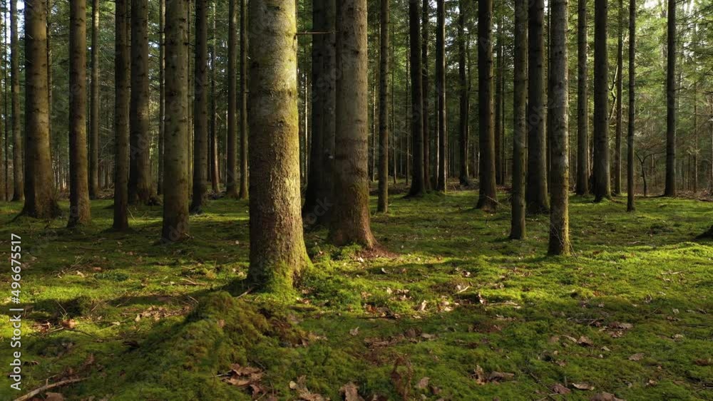 Slow moving inside sunny green forest landscape. Slow moving inside sunny green forest landscape.