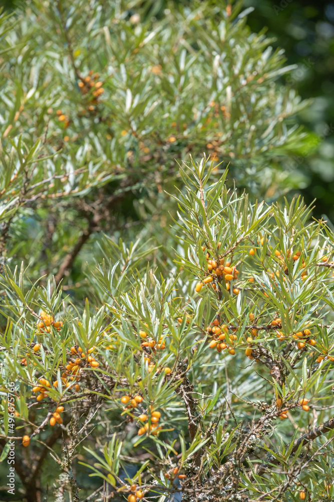 Hippophae rhamnoides Sanddorn Zweige mit Früchten Hippophae rhamnoides Sanddorn Zweige mit Früchten