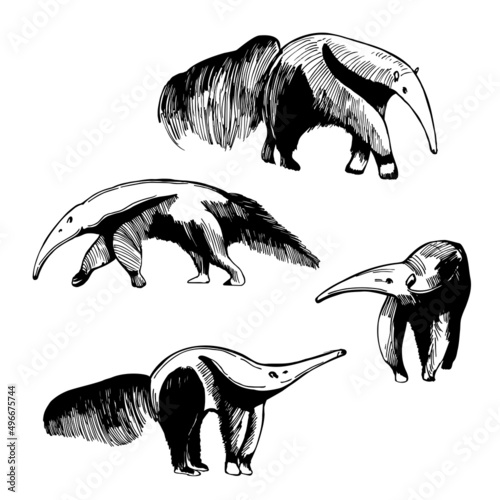Giant anteater. Sketch illustration.