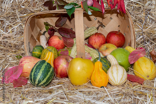 Nature’s beauty a Horizontal Photo of fruit and gourds, a basked on its side on straw, red, green, yellow, apples and gourds, bright and happy feeling, of joy, encouraging, and calming art Photograph photo