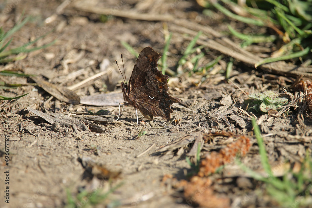 The butterfly Polygonia c-album, the comma, perched on the ground with its wings spread. Is a food generalist species belonging to the family Nymphalidae, obseved in Palencia, Spain