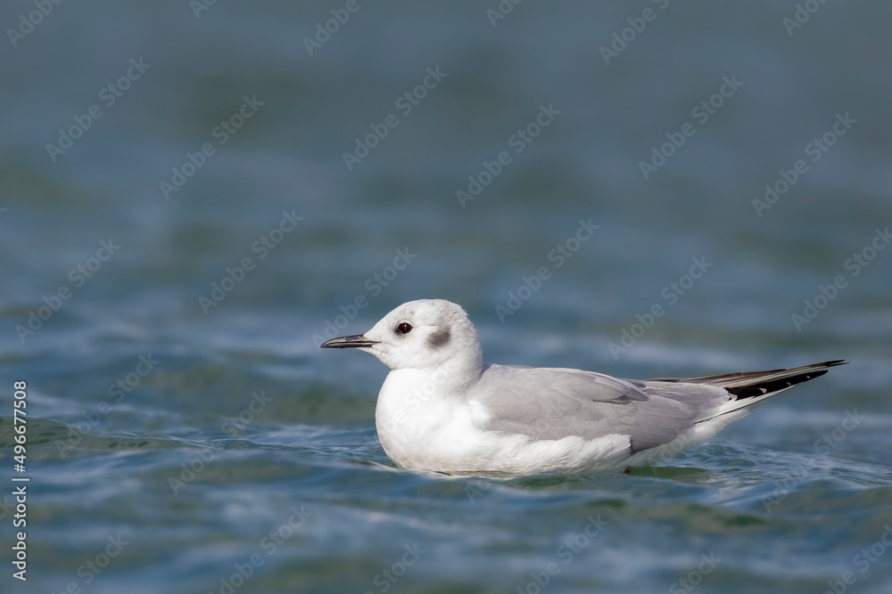 Seagulls Seagulls