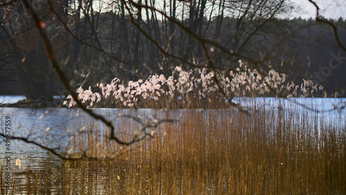 Pałki wodne nad jeziorem. Wczesna wiosna, bezlistne drzewa, słoneczny dzień.